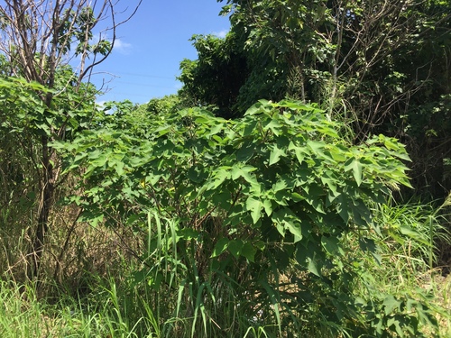 Paper mulberry