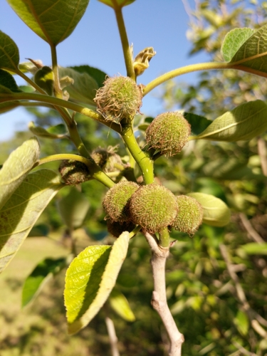 Paper mulberry
