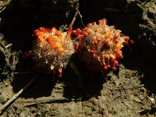 Paper mulberry