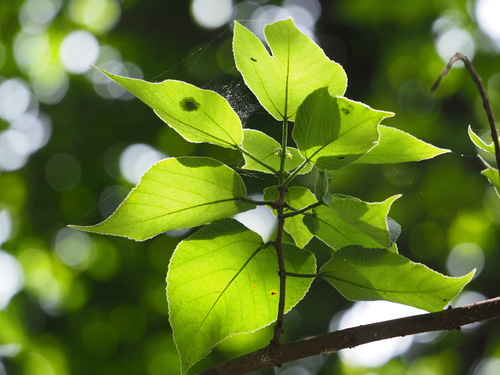 Paper mulberry