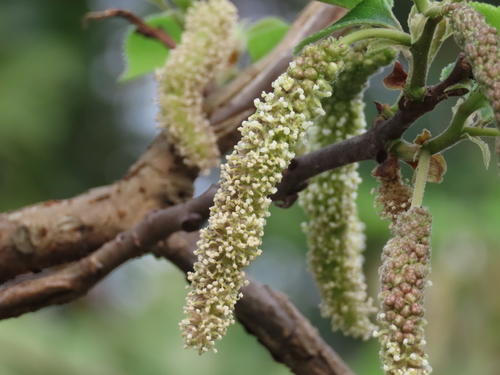 Paper mulberry