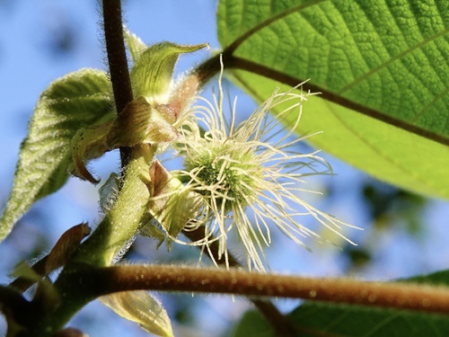 Paper mulberry