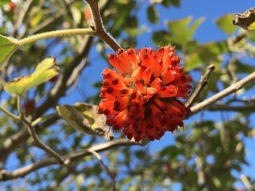 Paper mulberry