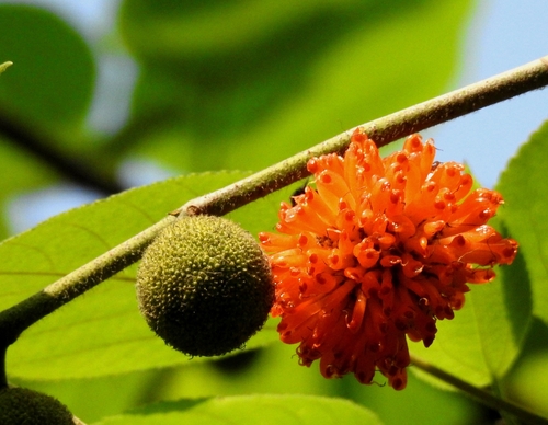 Paper mulberry