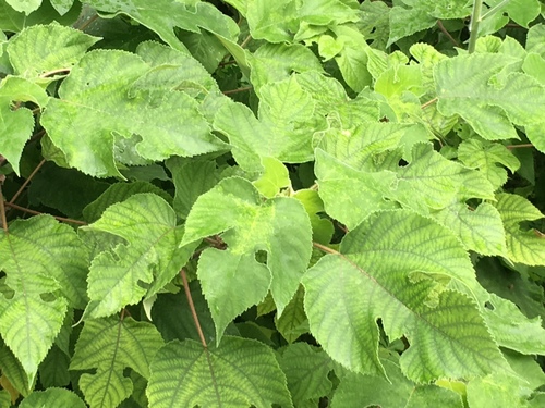 Paper mulberry