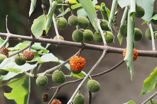 Paper mulberry