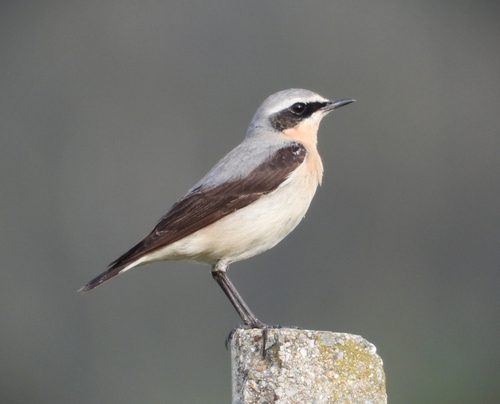 Northern Wheatear