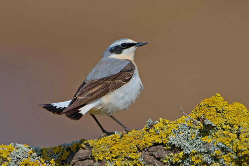 Northern Wheatear