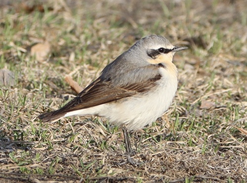 Northern Wheatear