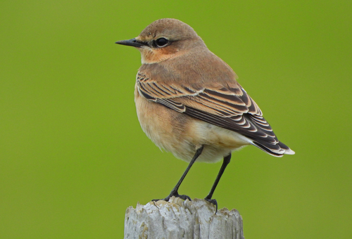 Northern Wheatear