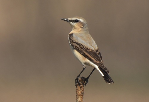Northern Wheatear