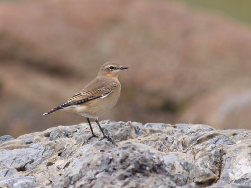Northern Wheatear
