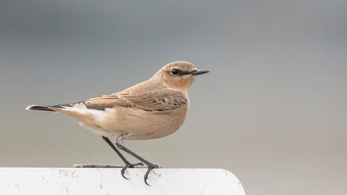 Northern Wheatear