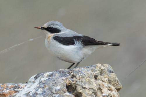 Northern Wheatear