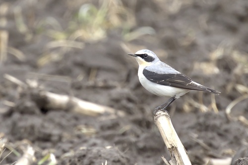 Northern Wheatear