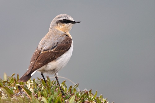 Northern Wheatear