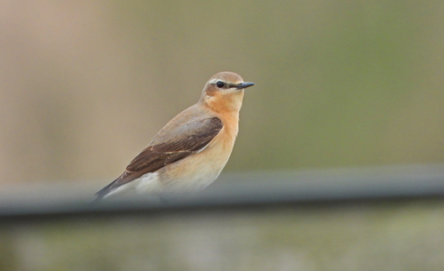 Northern Wheatear