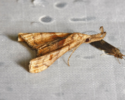 Dark-spotted Palthis Moth