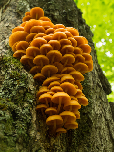 orange mycena