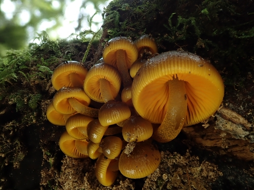orange mycena