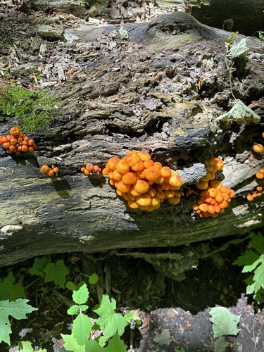 orange mycena