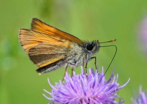 Small Skipper