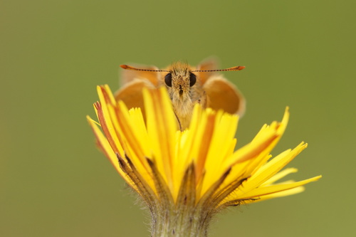 Small Skipper