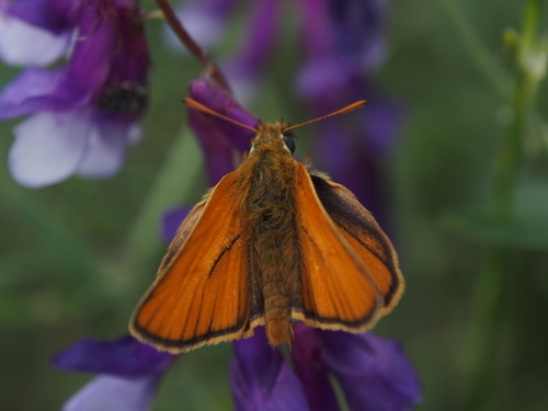 Small Skipper