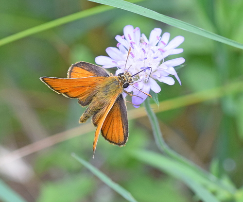 Small Skipper