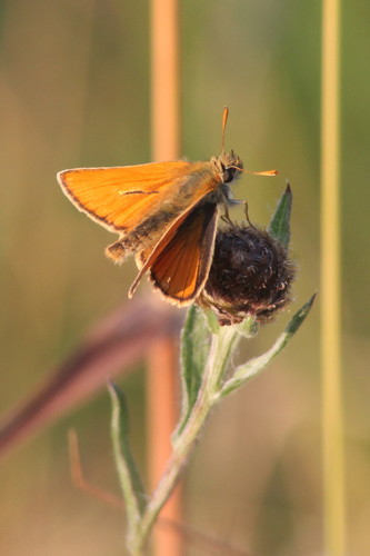 Small Skipper