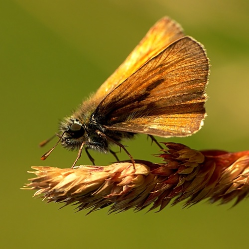 Small Skipper