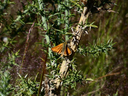 Small Skipper