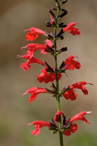 Tropical sage