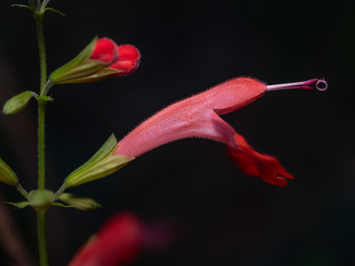 Tropical sage