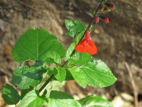 Tropical sage