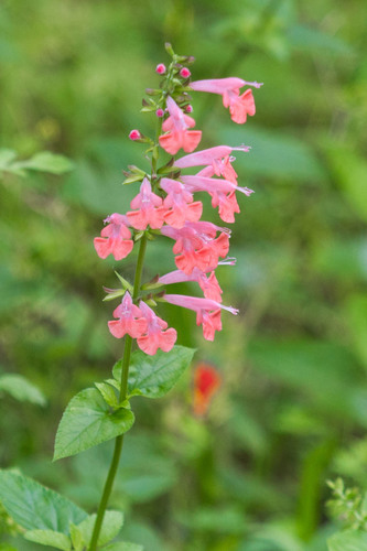 Tropical sage