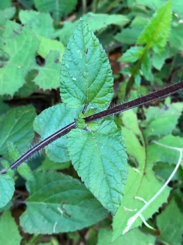 Tropical sage