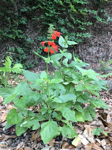 Tropical sage