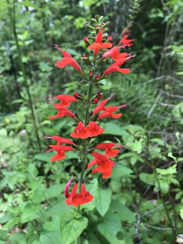 Tropical sage