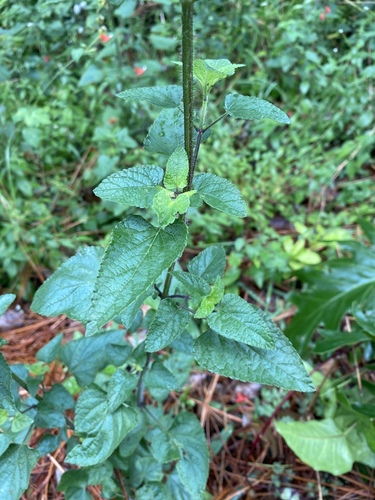 Tropical sage