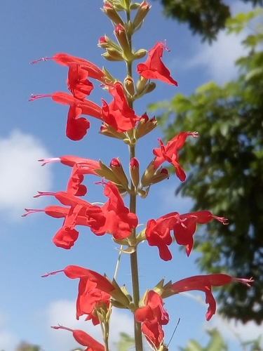 Tropical sage
