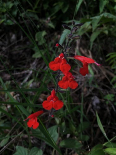 Tropical sage