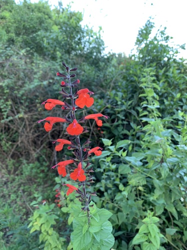 Tropical sage