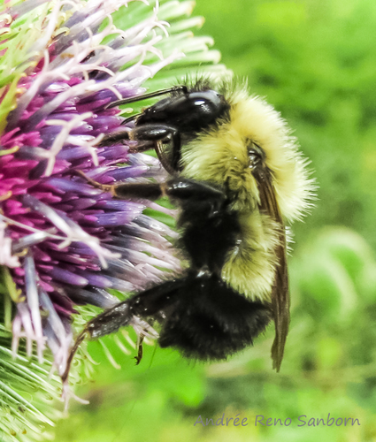 Half-black Bumble Bee