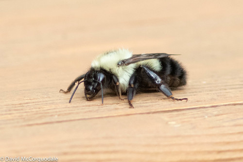 Half-black Bumble Bee
