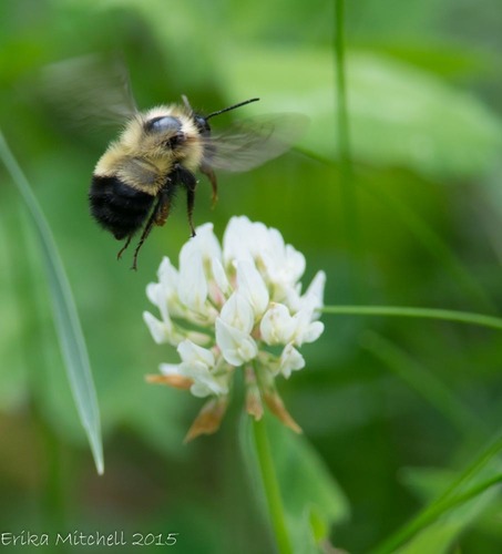 Half-black Bumble Bee