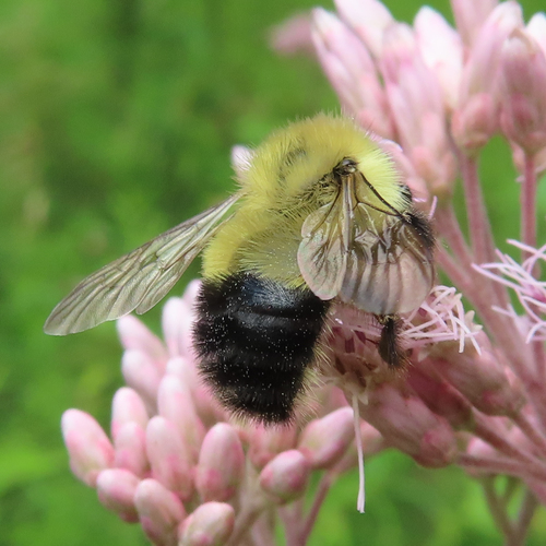 Half-black Bumble Bee