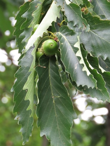 chestnut oak