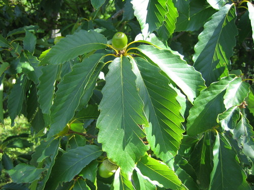 chestnut oak