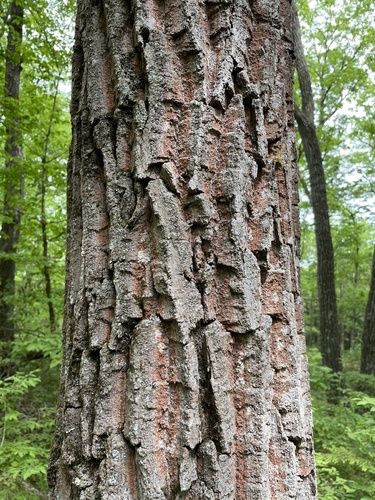 chestnut oak
